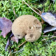 Attēlu rezultāti vaicājumam “Suillus variegatus”
