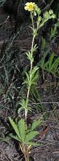 Image result for Potentilla recta