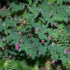 Attēlu rezultāti vaicājumam “Lathyrus niger leaf”