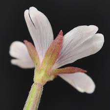 Attēlu rezultāti vaicājumam “Epilobium palustre”