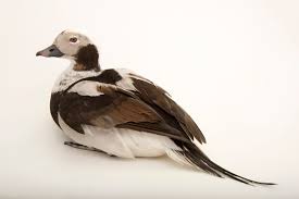 Attēlu rezultāti vaicājumam “Clangula hyemalis male”