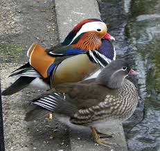 Attēlu rezultāti vaicājumam “Aix galericulata”