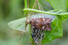 Attēlu rezultāti vaicājumam “Amphipoea”