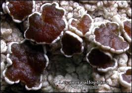 Attēlu rezultāti vaicājumam “Lecanora allophana”