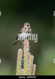 Attēlu rezultāti vaicājumam “Anthus trivialis adult”