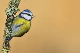 Image result for Cyanistes caeruleus