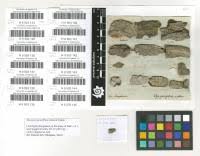 Attēlu rezultāti vaicājumam “Alyxoria varia”