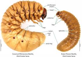 Attēlu rezultāti vaicājumam “Oryctes nasicornis larva”