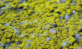 Attēlu rezultāti vaicājumam “Candelariella sp.”