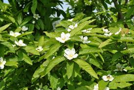 Attēlu rezultāti vaicājumam “Mespilus germanica leaf”