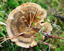 Attēlu rezultāti vaicājumam “Coltricia perennis”