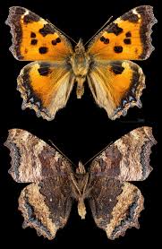 Attēlu rezultāti vaicājumam “Nymphalis xanthomelas upperside”