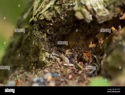 Attēlu rezultāti vaicājumam “Dictenidia bimaculata male”
