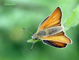 Attēlu rezultāti vaicājumam “Thymelicus sylvestris”