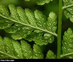 Attēlu rezultāti vaicājumam “Athelia pyriformis”