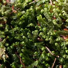 Attēlu rezultāti vaicājumam “Bazzania trilobata”