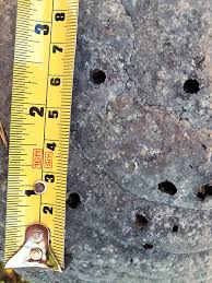 Attēlu rezultāti vaicājumam “Scardia boletella”