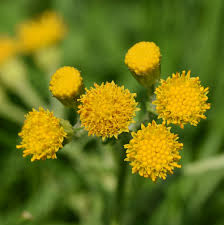 Attēlu rezultāti vaicājumam “Jacobaea vulgaris”