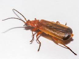 Attēlu rezultāti vaicājumam “Rhagonycha fulva”