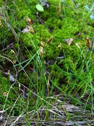 Attēlu rezultāti vaicājumam “Carex chordorrhiza”