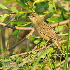 Image result for Locustella naevia