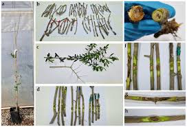 Attēlu rezultāti vaicājumam “Biscogniauxia granmoi”
