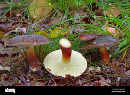 Attēlu rezultāti vaicājumam “Xerocomus pruinatus”