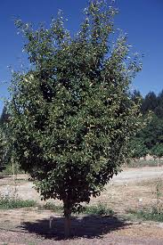 Attēlu rezultāti vaicājumam “Sorbus alnifolia”