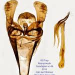 Attēlu rezultāti vaicājumam “Incurvaria oehlmanniella”