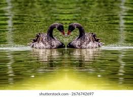 Attēlu rezultāti vaicājumam “Cygnus atratus”