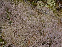 Attēlu rezultāti vaicājumam “Cladonia ciliata”