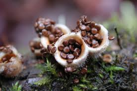 Attēlu rezultāti vaicājumam “Dianema nivale spores”