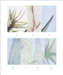 Attēlu rezultāti vaicājumam “Bryum rubens”