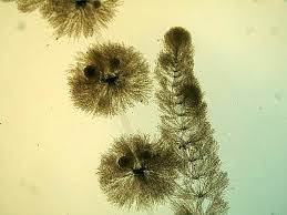 Attēlu rezultāti vaicājumam “Batrachospermum moniliforme”