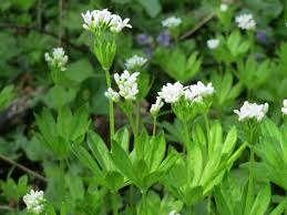 Attēlu rezultāti vaicājumam “Galium odoratum bud”