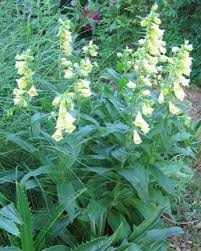 Image result for Digitalis grandiflora