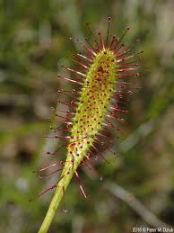 Attēlu rezultāti vaicājumam “Drosera anglica”