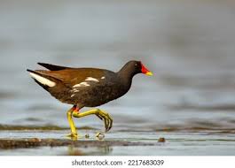 Attēlu rezultāti vaicājumam “Gallinula chloropus adult”