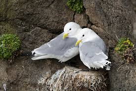 Attēlu rezultāti vaicājumam “Rissa tridactyla nest”