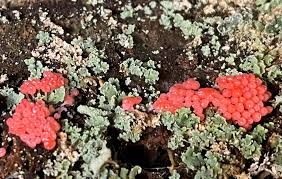 Attēlu rezultāti vaicājumam “Hemitrichia decipiens stalked”