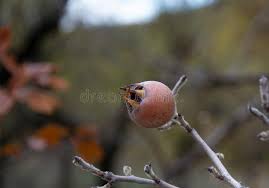 Attēlu rezultāti vaicājumam “Crataegus x macrocarpa fruit”