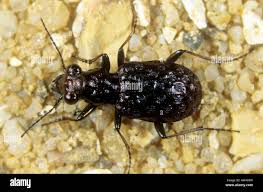 Attēlu rezultāti vaicājumam “Elaphrus cupreus”