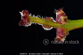 Attēlu rezultāti vaicājumam “Quercus robur bud”