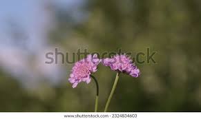 Image result for Scabiosa canescens
