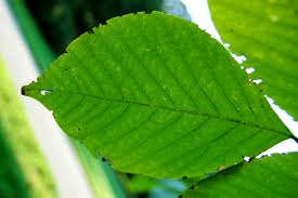 Attēlu rezultāti vaicājumam “Cladrastis kentukea leaf”