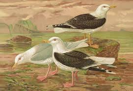 Attēlu rezultāti vaicājumam “Larus marinus”