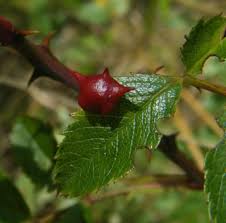 Attēlu rezultāti vaicājumam “Diplolepis eglanteriae”