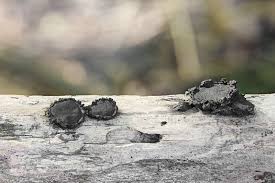 Attēlu rezultāti vaicājumam “Biscogniauxia repanda”