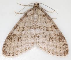 Attēlu rezultāti vaicājumam “Trichopteryx carpinata”