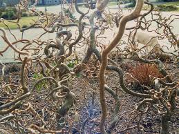 Attēlu rezultāti vaicājumam “Trichia contorta young”